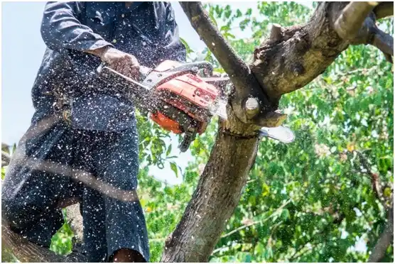 tree services Horse Pasture